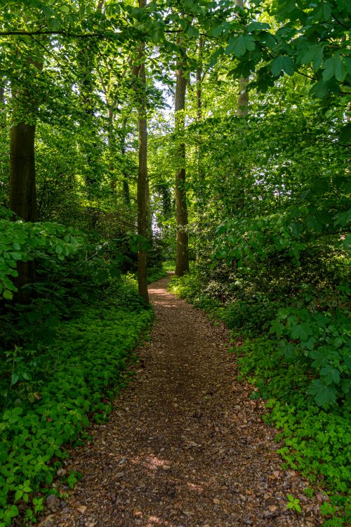 Free A tranquil forest pathway surrounded by lush greenery in Coesfeld, NRW, Germany. Stock Photo