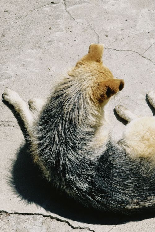 Free A dog rests on a sunlit concrete surface, showcasing fur textures and natural lighting. Stock Photo