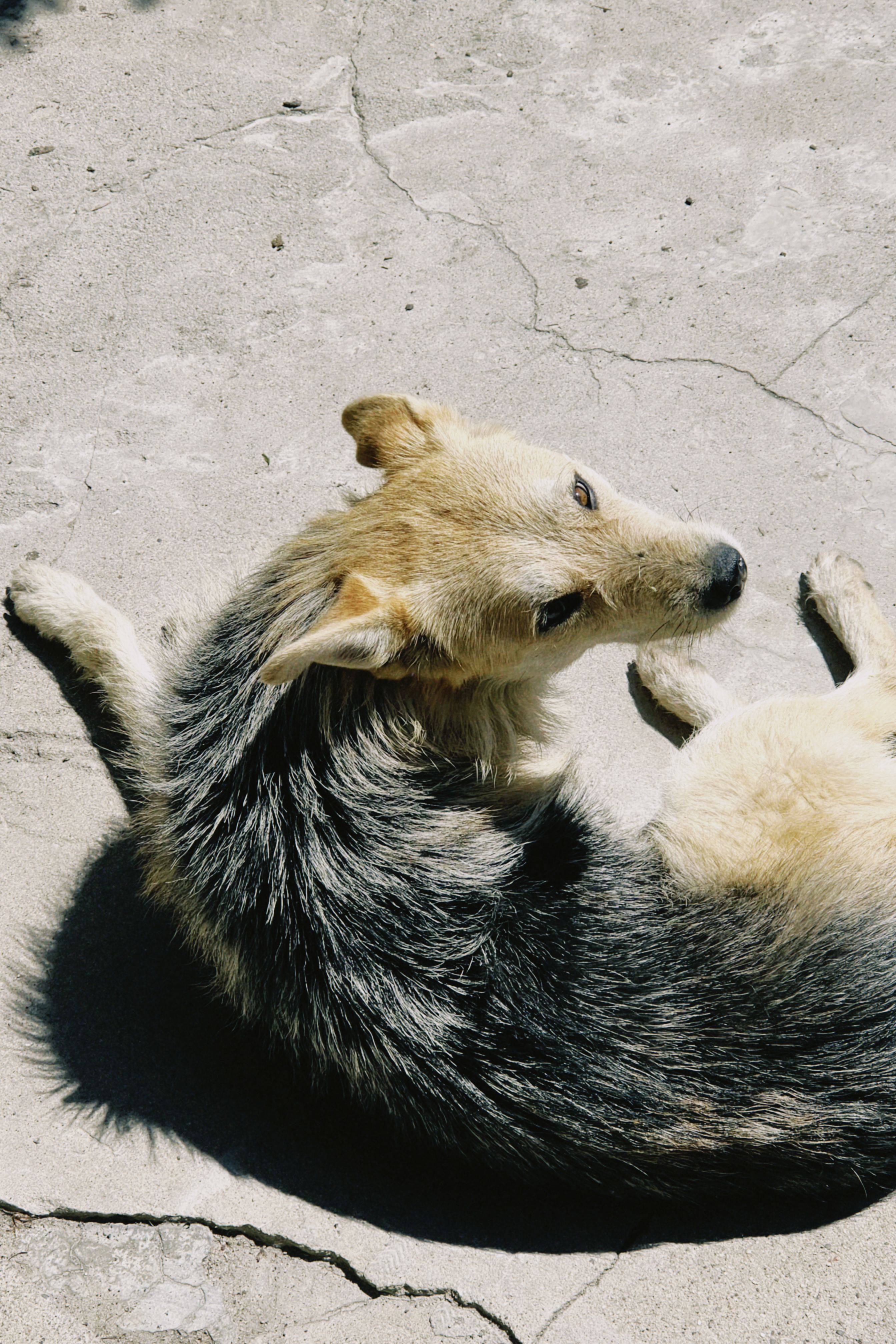 Casual shot of a dog relaxing on a sunny day outdoors.