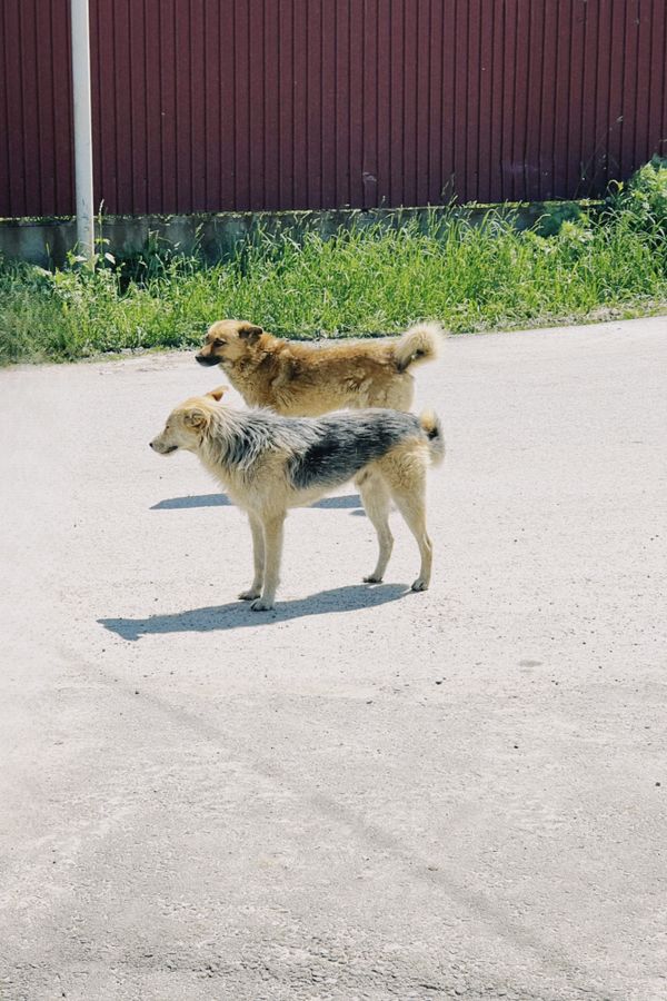 Dois cães vadios parados tranquilamente em uma rua ensolarada em Talgar, Cazaquistão, perto de uma cerca de madeira.