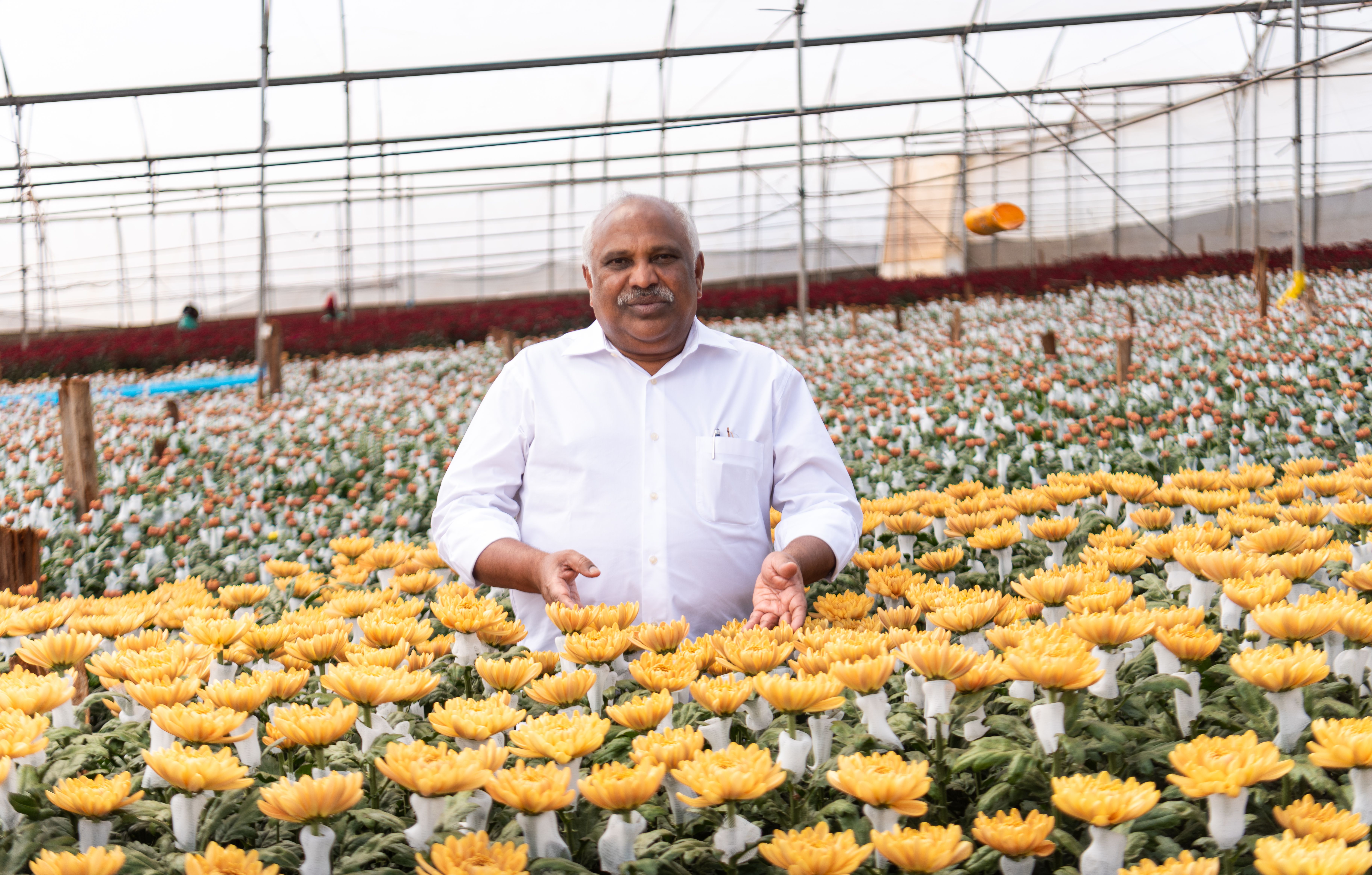 A senior man stands amidst vibrant yellow flowers in a greenhouse, showcasing abundant blooms.