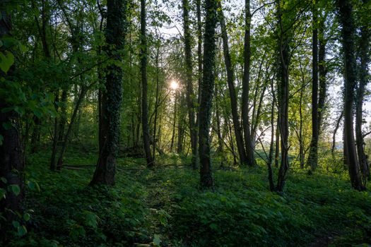 A serene forest landscape with sun rays streaming through dense trees, showcasing natural beauty.