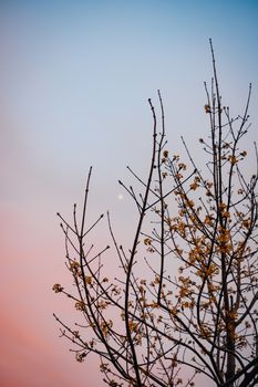 A bare tree with dried leaves stands against a beautiful pastel sunset sky, evoking tranquility.