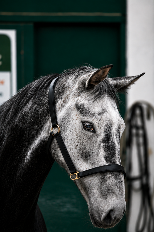Free Close-up of a gray horse wearing a halter, with a green door background. Stock Photo