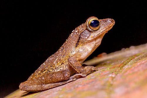 бесплатная Фотография коричневой лягушки на зеленом мхе Стоковое фото