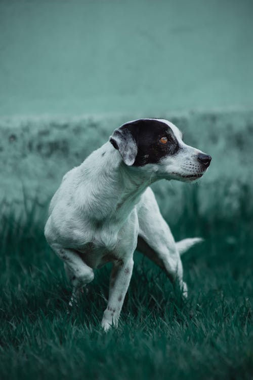 Základová fotografie zdarma na téma bílý pes, čenich, čistokrevný