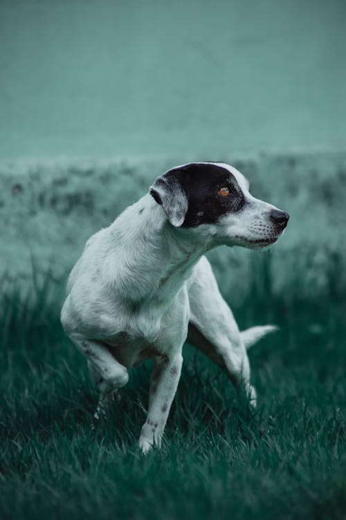 biely pes, čistokrvný, detailný záber