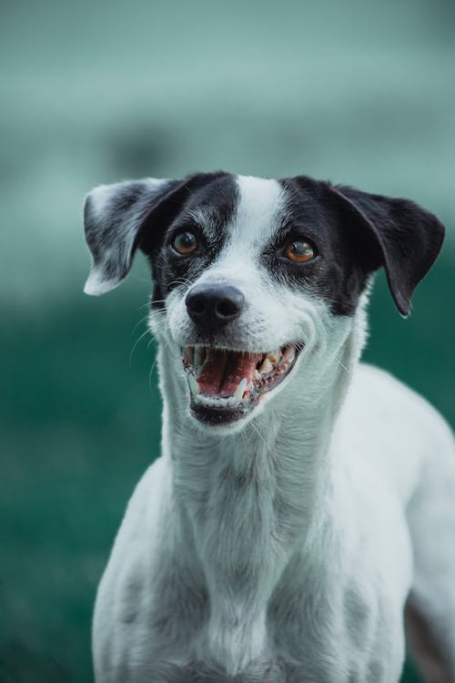 gratis Close Upfoto Van Zwart Witte Hond Stockfoto