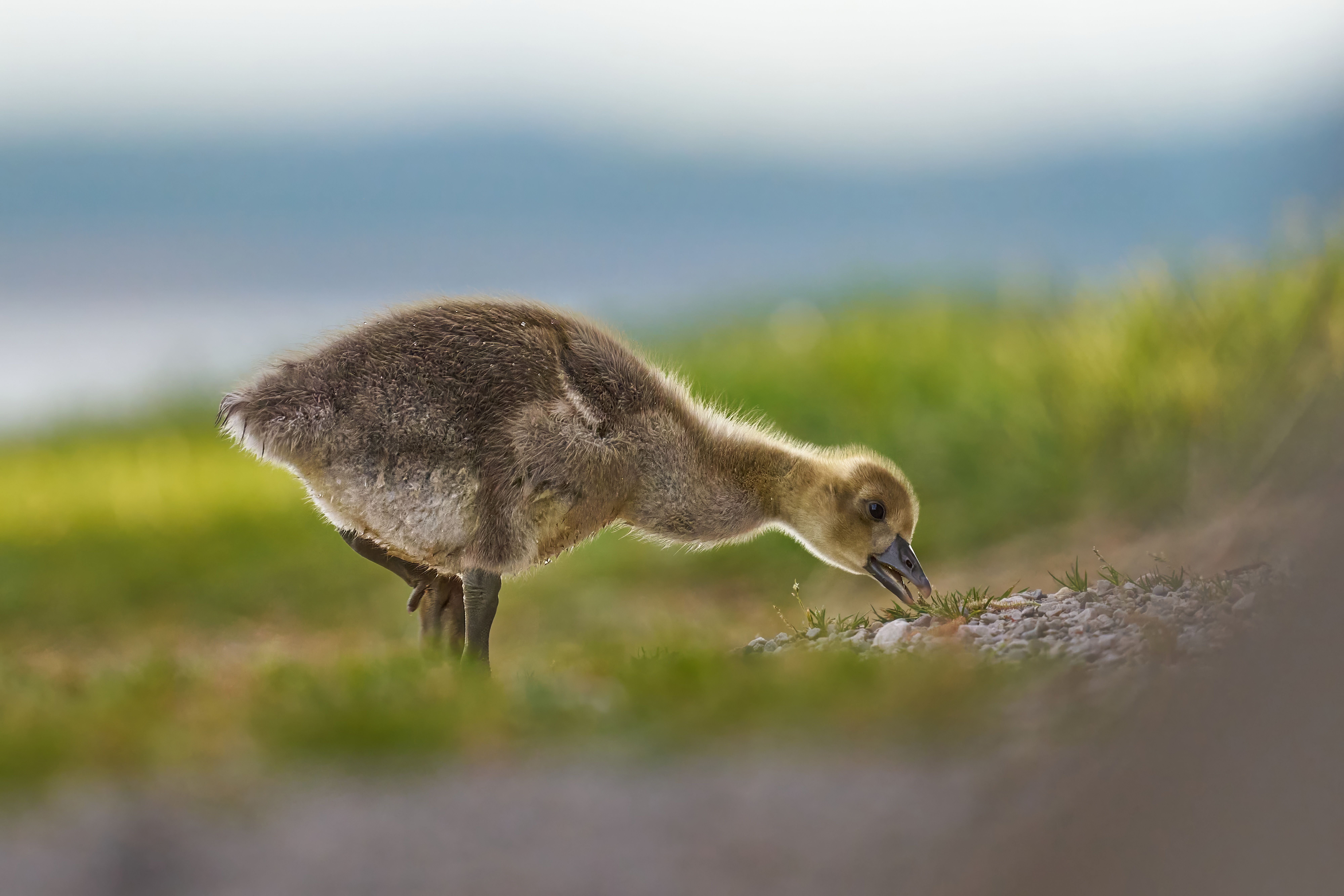 baby birds eat