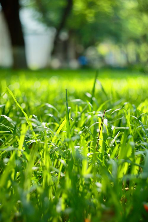 Free Lush green grass in a sunlit park creating a peaceful, natural atmosphere. Stock Photo