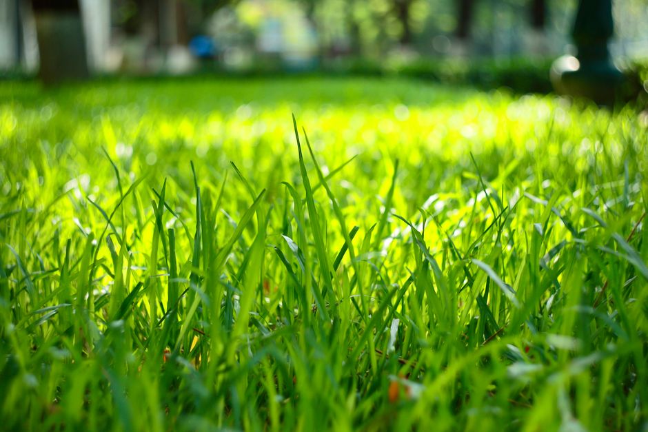best grass feed lush green lawn best grass feed lush green lawn