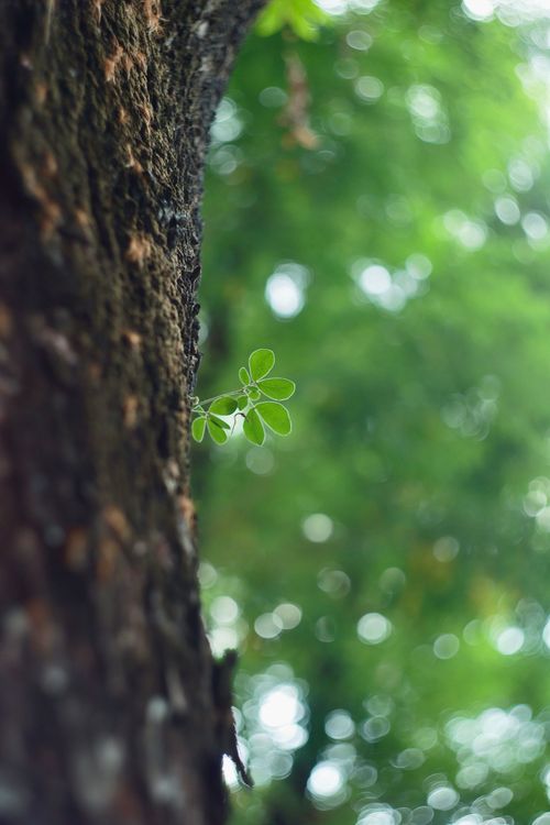 Free Macro shot of tree bark with fresh green leaves and bokeh background, evoking spring growth. Stock Photo