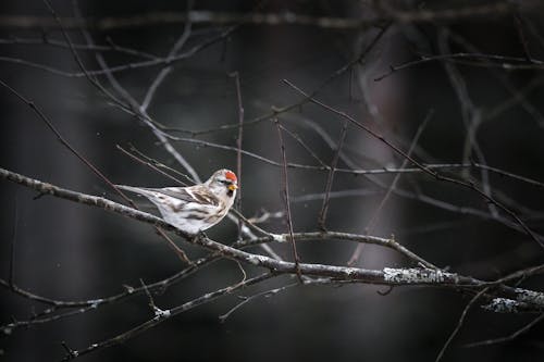 Brown and White Redpoll Bird on Tree Branch