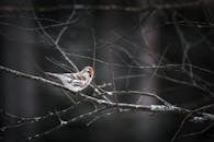 Brown and White Bird on Tree Branch