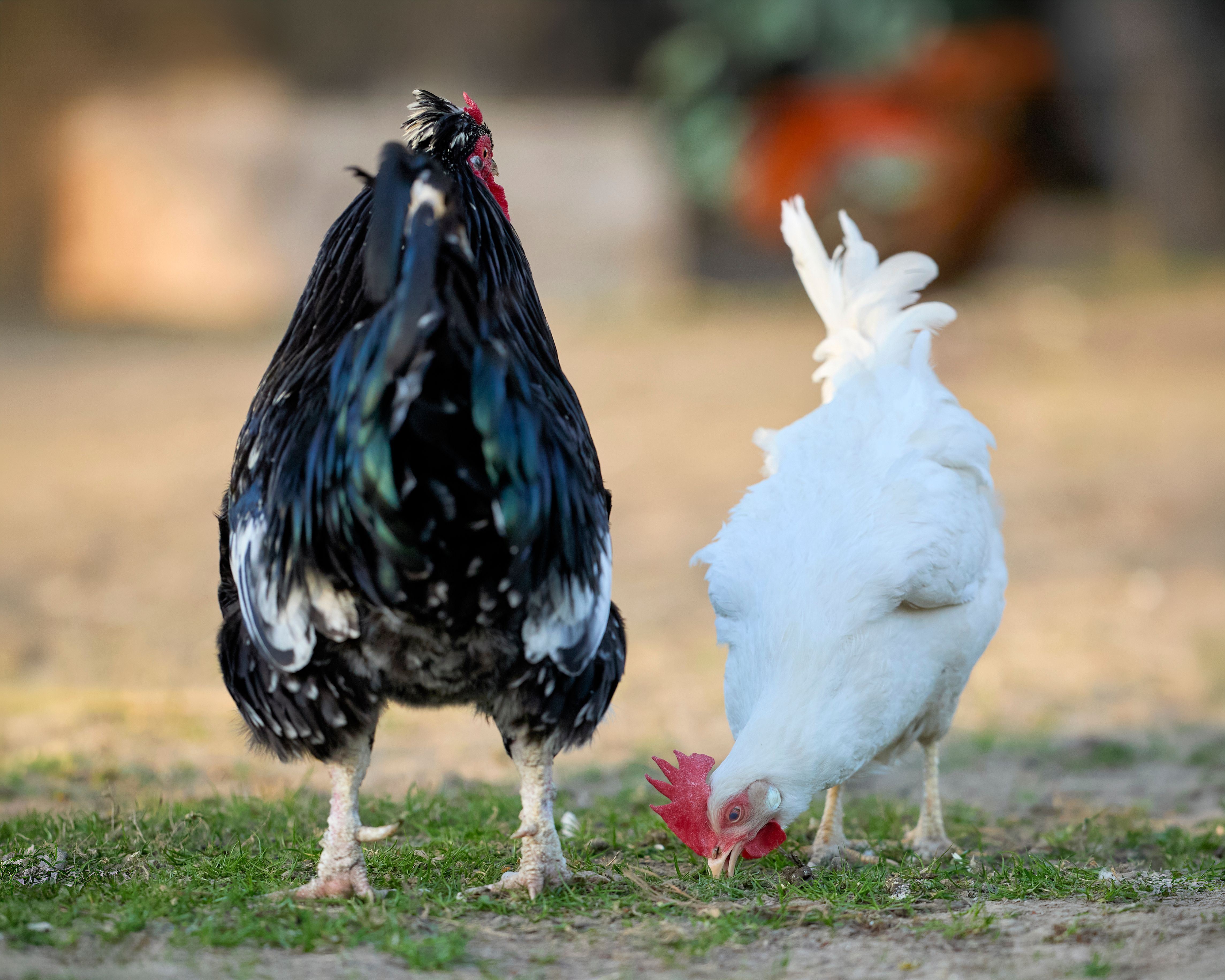 Black and White Chickens Pecking Outdoors on Grass · Free Stock Photo