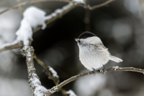 

Willow Tit Bird on Brown Tree Branch with Snow