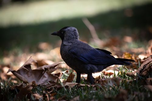 Free A Eurasian Jackdaw stands among fallen autumn leaves, showcasing nature's charm. Stock Photo