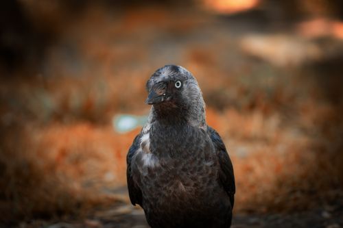 Free Detailed portrait of a Eurasian Jackdaw (Corvus monedula) with blurred autumn background. Stock Photo