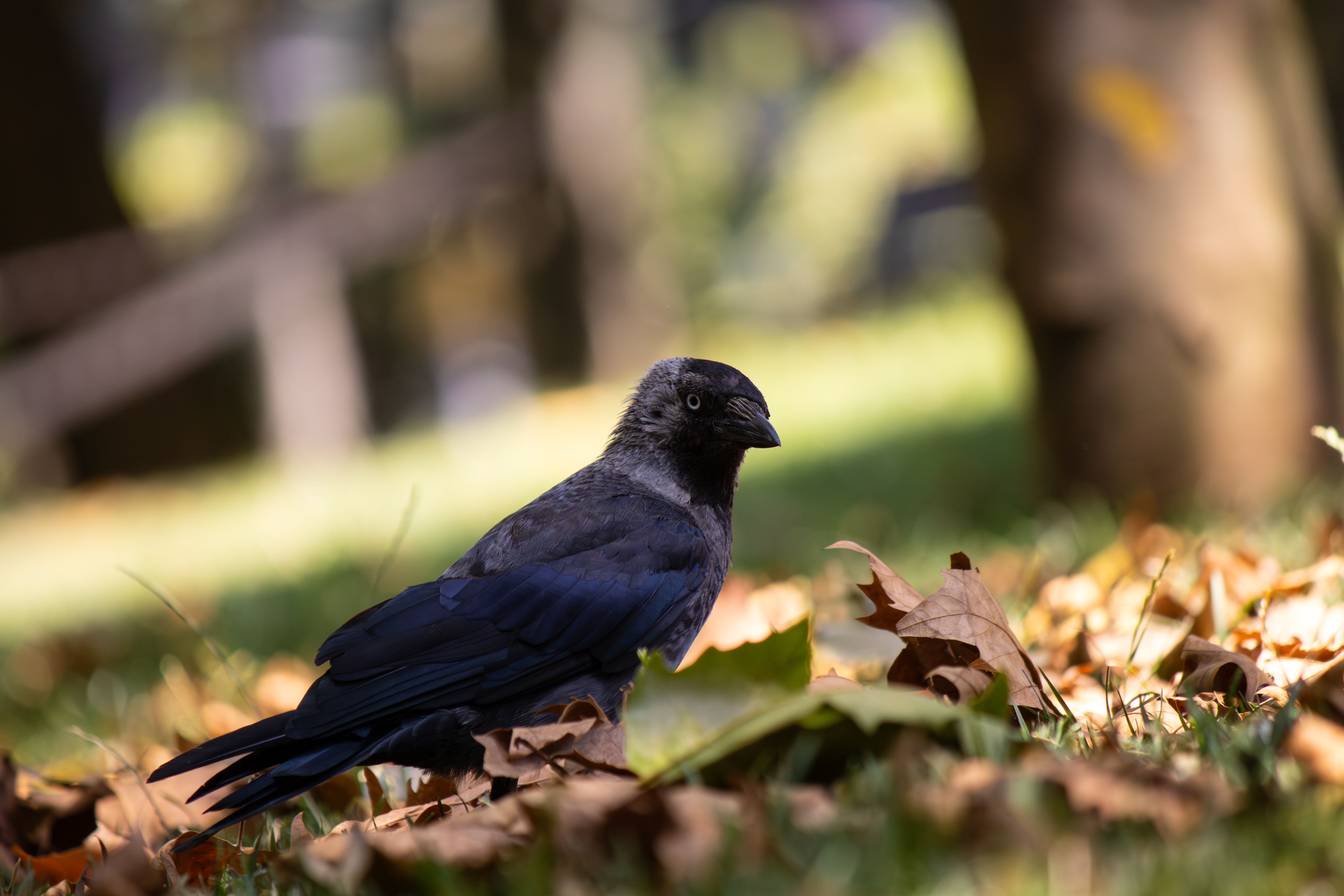 A crow perched on autumn leaves in a park, highlighting nature's seasonal beauty.