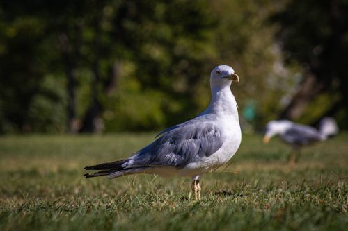 Free A seagull standing on grassy ground with blurred background, captured in natural light. Stock Photo
