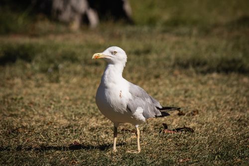 Free A seagull stands on a sunlit grassy area, captured in natural daylight. Stock Photo