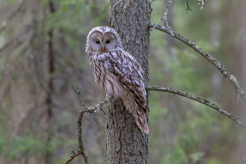 Photo of White and Brown Owl Perched on a Tree Branch