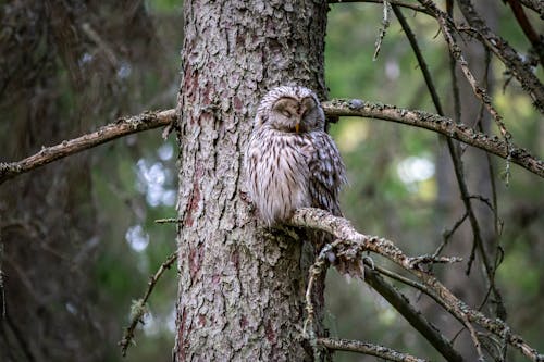 Photo of White and Brown Owl Perched on a Tree Branch