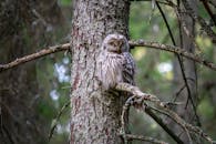 一只乌拉尔猫头鹰栖息在郁郁葱葱的林间枝头，特写镜头捕捉了它的身影