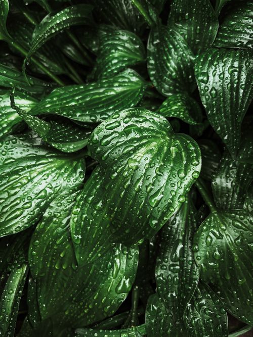 Free Detailed shot of lush green leaves covered in fresh dew drops, creating a refreshing natural look. Stock Photo
