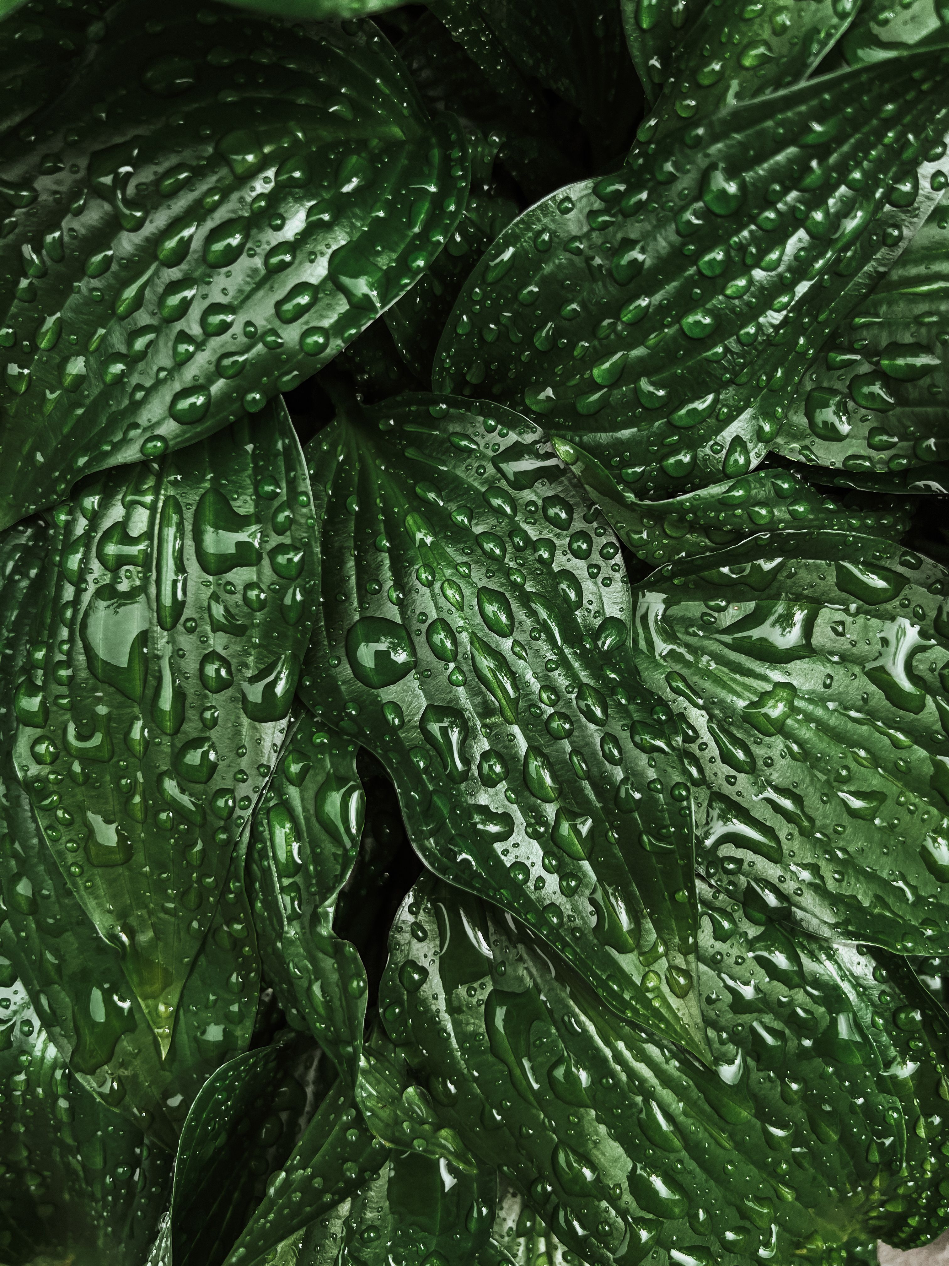 Vibrant Green Leaves with Dew Drops Close-Up · Free Stock Photo