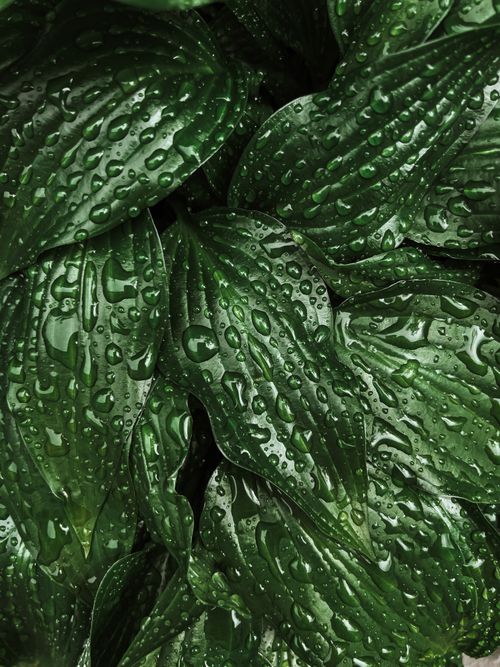 Free Detailed close-up of lush green leaves covered in fresh dew droplets, showcasing nature's beauty. Stock Photo
