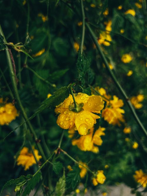 Free Vivid close-up of yellow flowers covered in dew, showcasing natural beauty and freshness. Stock Photo