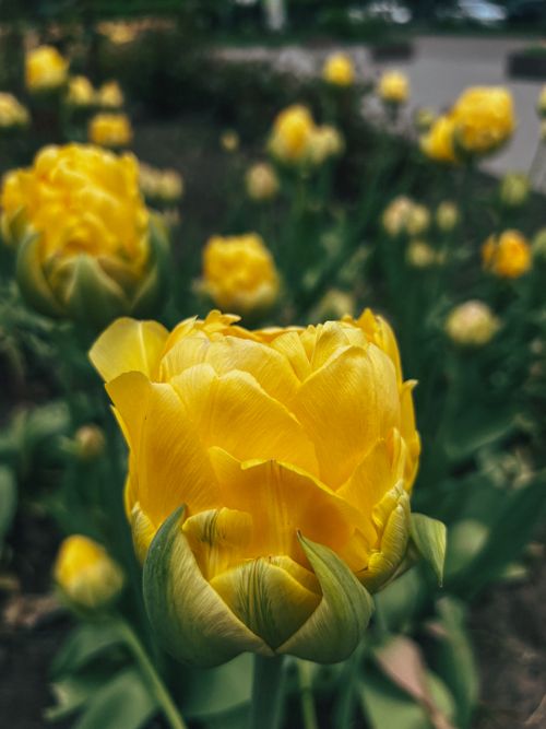 Free Close-up of vibrant yellow tulips in full bloom, showcasing spring beauty in a garden setting. Stock Photo