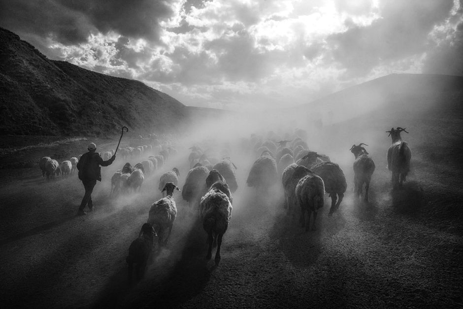 Monochrome scene of a shepherd guiding sheep through a dusty path under dramatic skies.