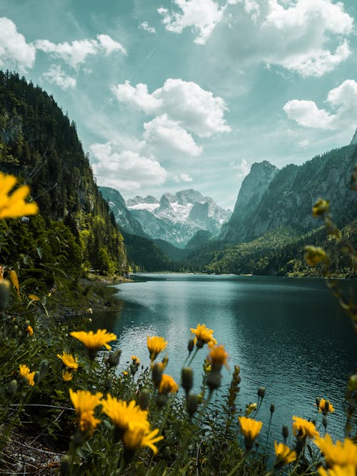 Yellow Flowers Near Lake and Mountains