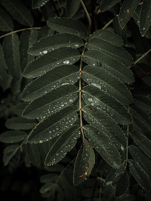 Free Close-Up Photo of Leaves With Droplets Stock Photo