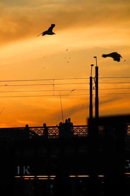 Free A scenic silhouette of people standing on a bridge at sunset with seagulls flying in the sky. Stock Photo