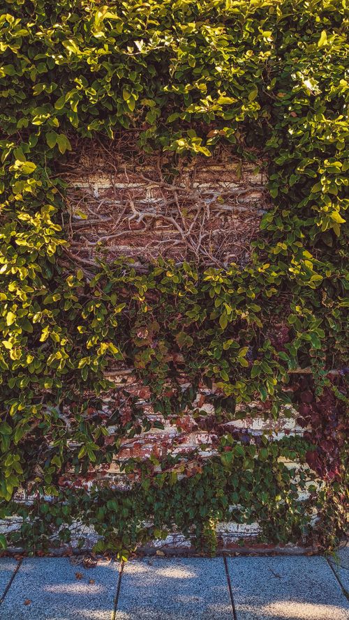 Free A vibrant green ivy partially covers a rustic brick wall, creating a natural and urban fusion. Stock Photo