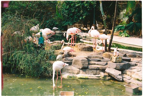 Free Flamingos gathered by a serene pond amidst lush greenery in Ho Chi Minh City, Vietnam. Stock Photo