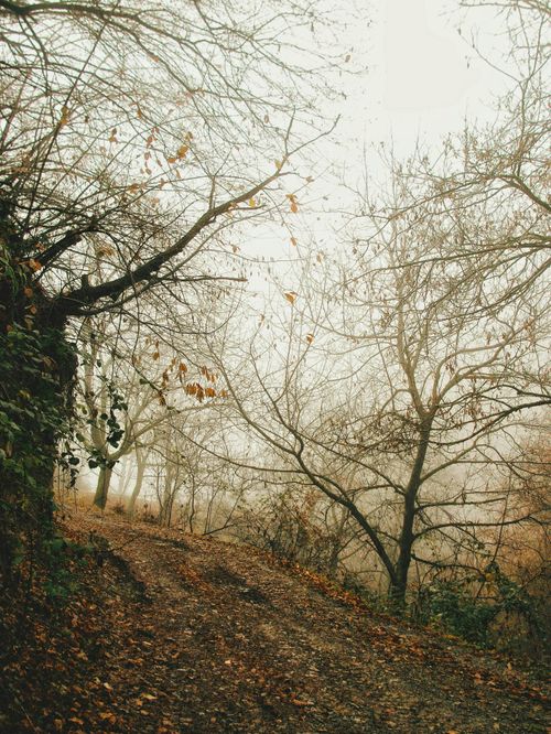 Free A serene foggy pathway lined with bare trees and fallen leaves in autumn. Stock Photo