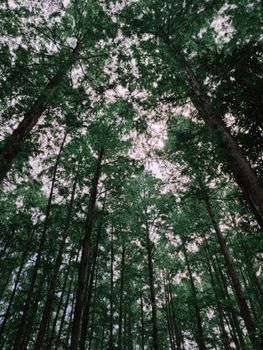 Tall trees form a lush green canopy, offering a serene natural view.