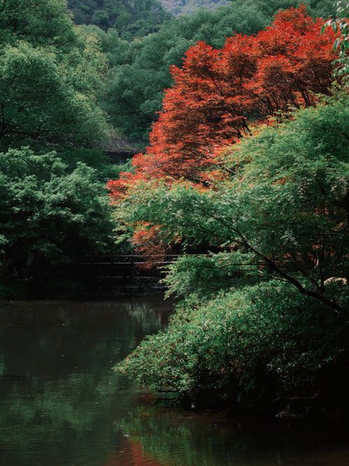 Free Peaceful Japanese garden with vibrant autumn leaves reflecting in a tranquil pond. Stock Photo