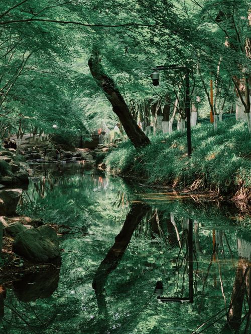 Free A tranquil forest scene with lush greenery and clear water reflections, capturing nature's beauty. Stock Photo