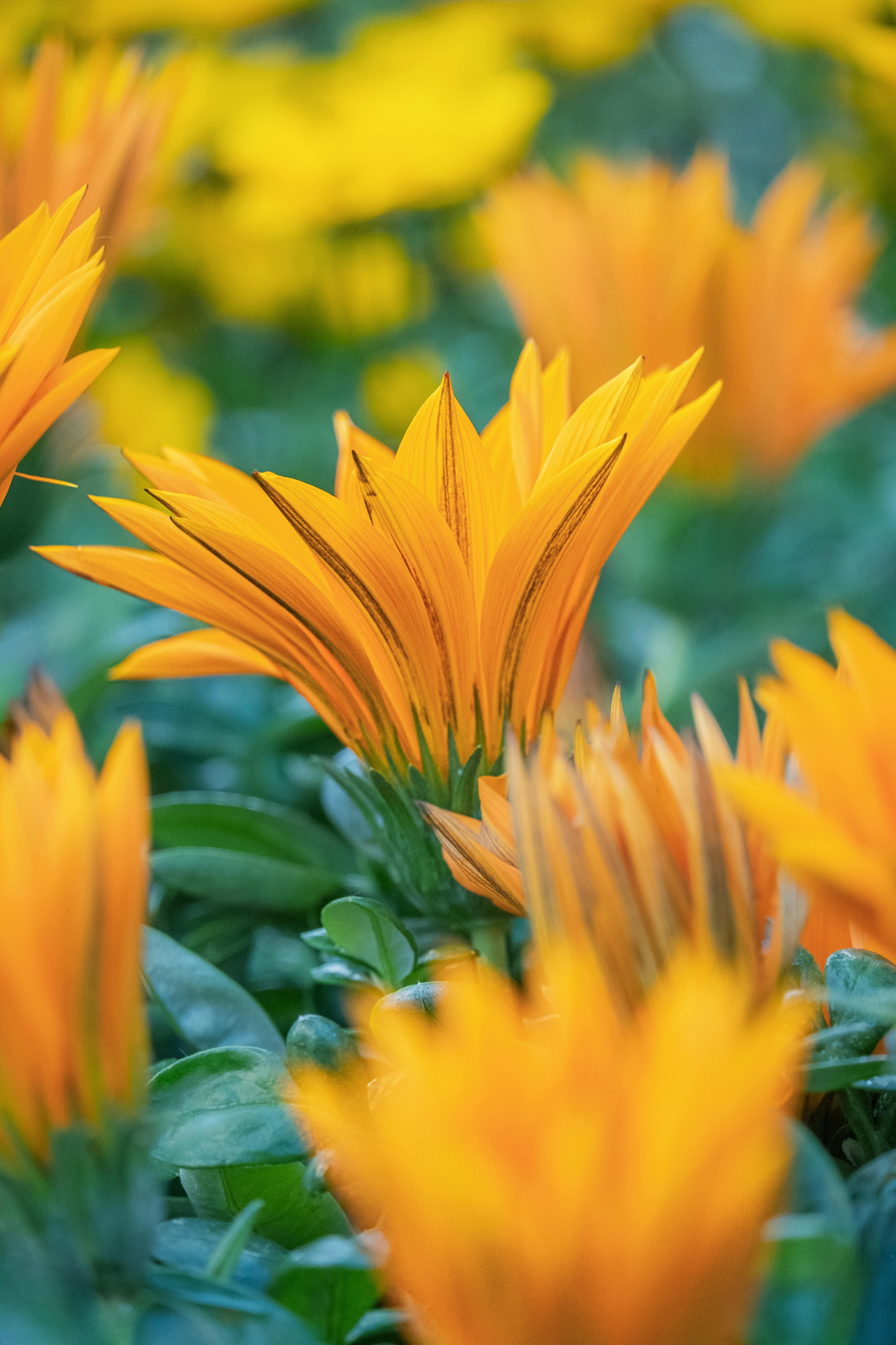 [ColoSach]-close-up-of-bright-orange-gazania-flowers-with-lush-green-foliage-in-a-garden-setting.