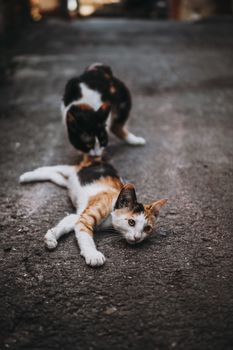 Charming scene of calico cats lounging on a quiet street in Istanbul, Türkiye.