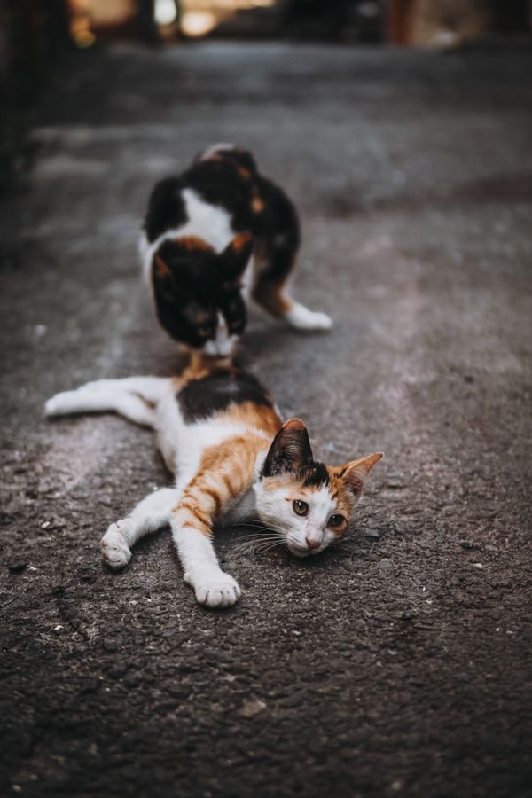 Cena encantadora de gatas calico descansando em uma rua tranquila em Istambul, Turquia.