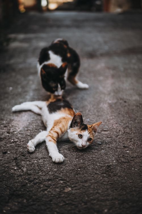 Free Charming scene of calico cats lounging on a quiet street in Istanbul, Türkiye. Stock Photo
