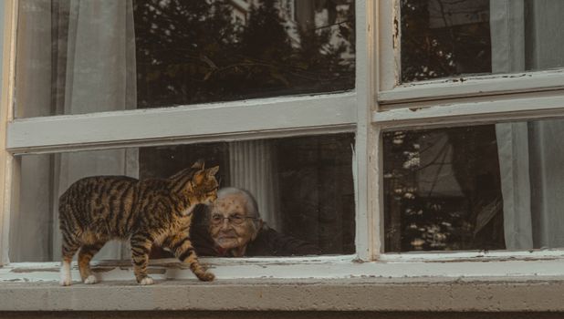 Stress in Senior Cats Signs and Solutions