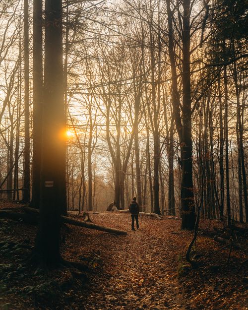 Free A peaceful walk through the autumn forest at sunset in Podkarpackie, Poland. Stock Photo