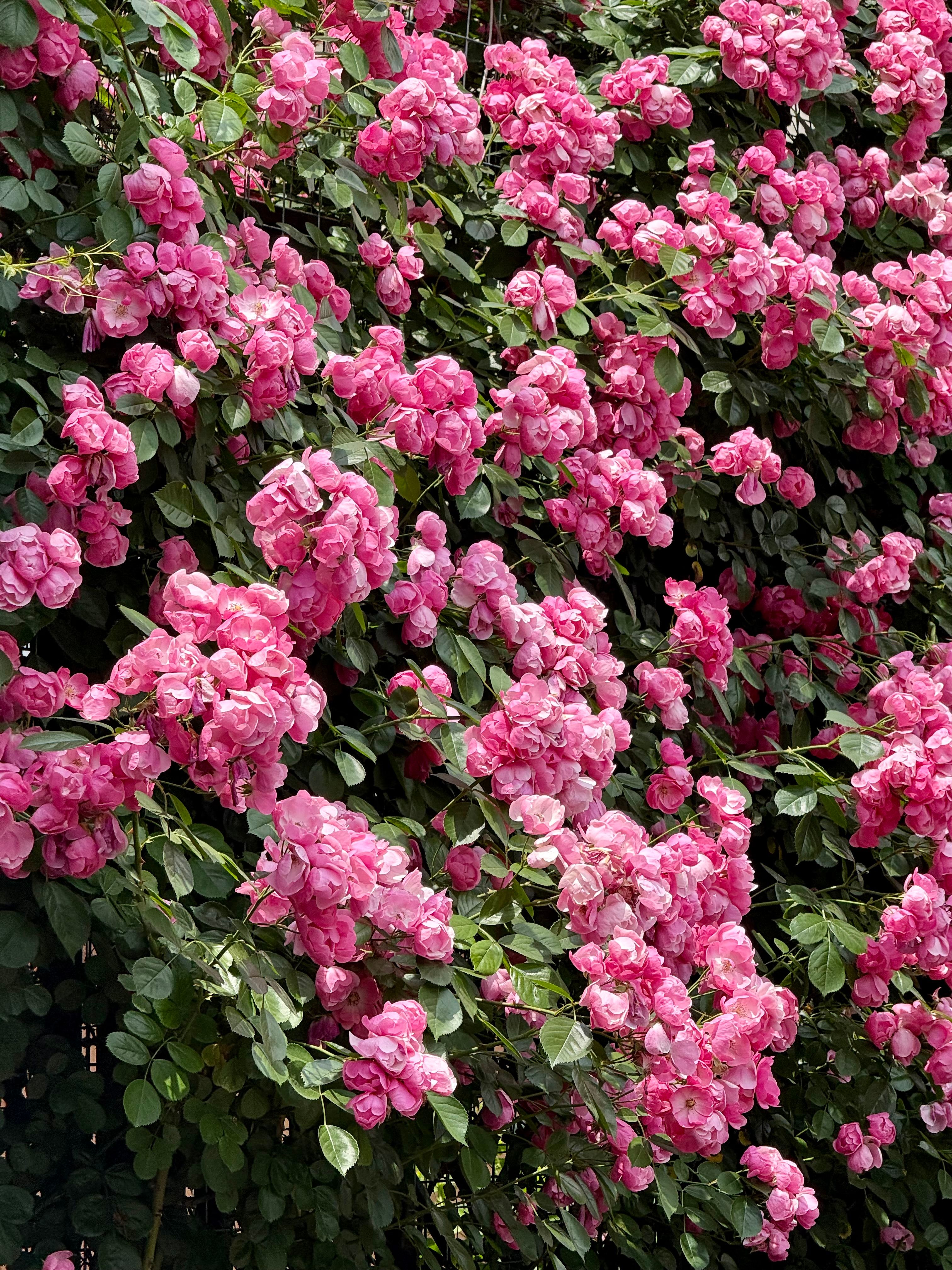 healthy climbing rose full bloom UK